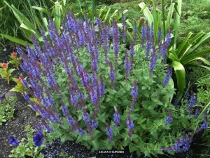 Salvia x superba - blooming